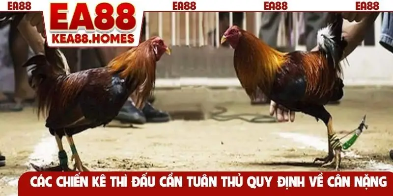 Các chiến kê thì đấu cần tuân thủ quy định về cân nặng