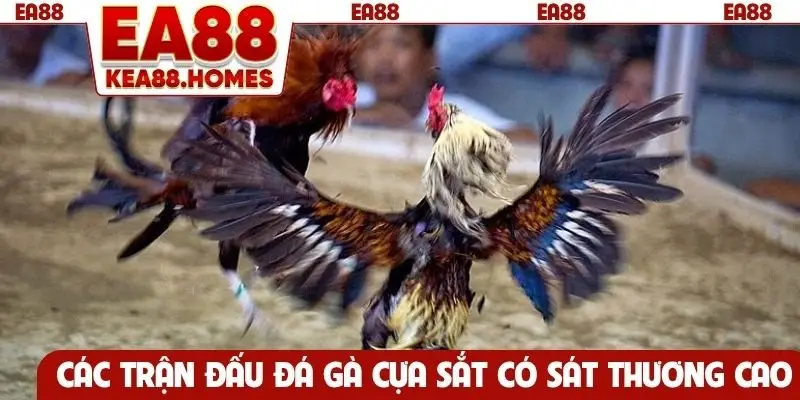 Các trận đấu đá gà cựa sắt có sát thương cao