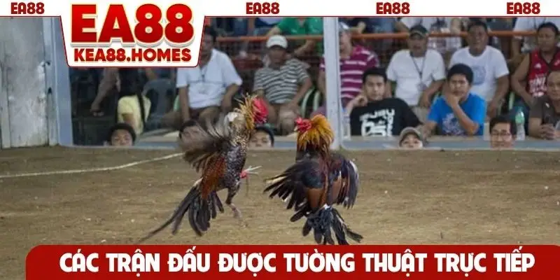 Các trận đấu được tường thuật trực tiếp