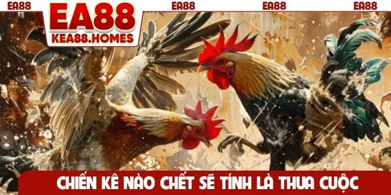 Chiến kê nào chết sẽ tính là thua cuộc