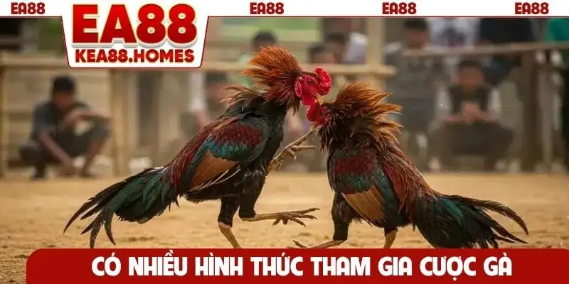 Có nhiều hình thức tham gia cược gà