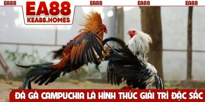 Đá gà Campuchia là hình thức giải trí đặc sắc