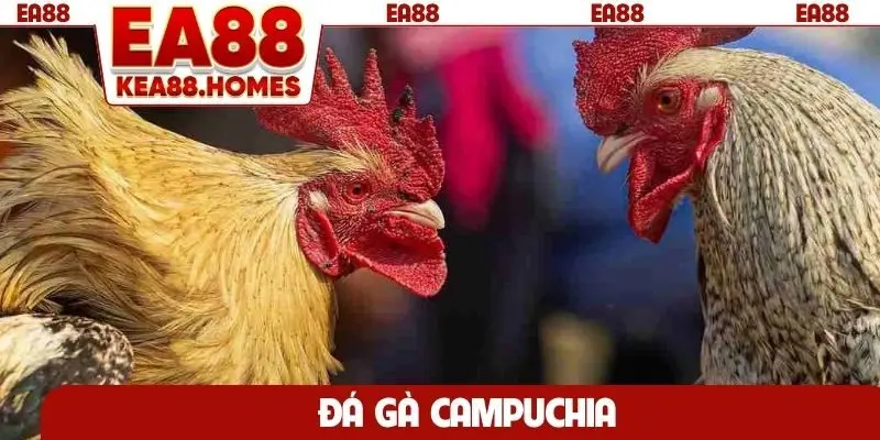 Đá gà Campuchia