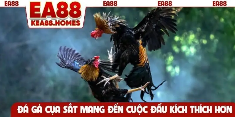 Đá gà cựa sắt mang đến cuộc đấu kích thích hơn