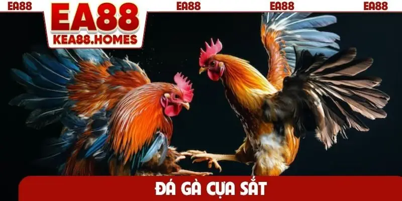 Đá gà cựa sắt