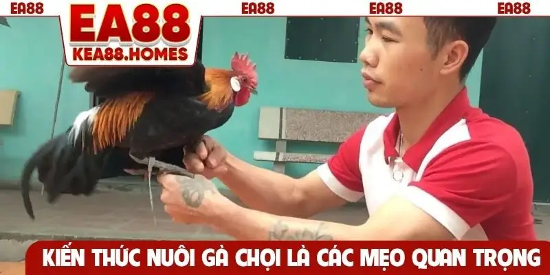 Kiến thức nuôi gà chọi là các mẹo quan trọng
