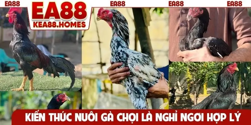 Kiến thức nuôi gà chọi là nghỉ ngơi hợp lý