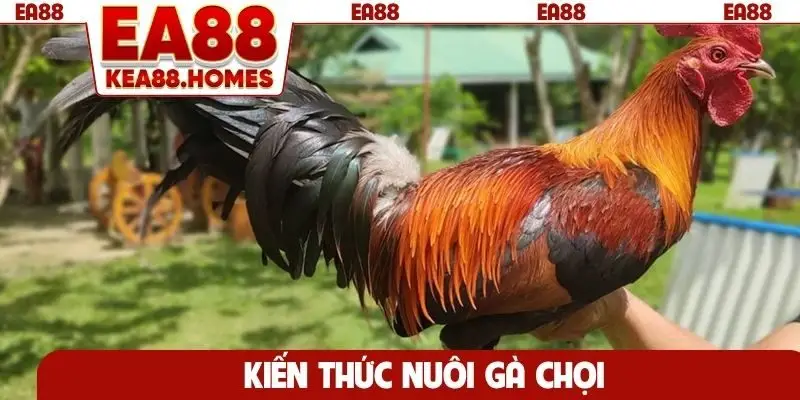 Kiến thức nuôi gà chọi