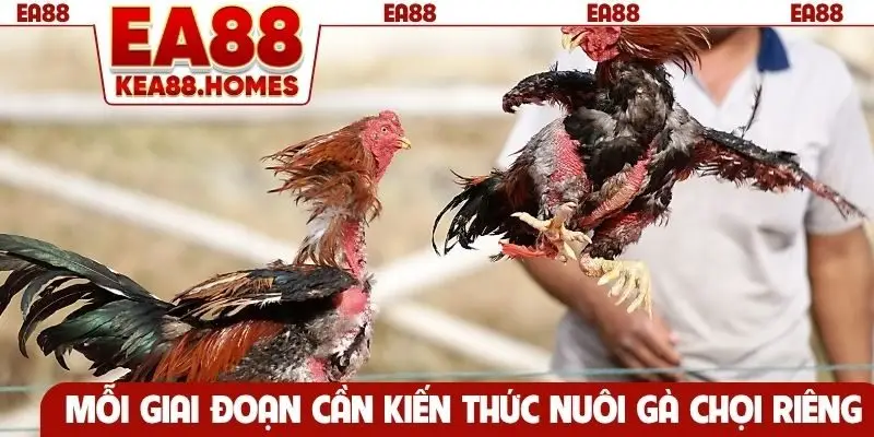Mỗi giai đoạn cần kiến thức nuôi gà chọi riêng