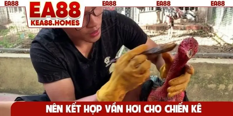 Nên kết hợp vần hơi cho chiến kê