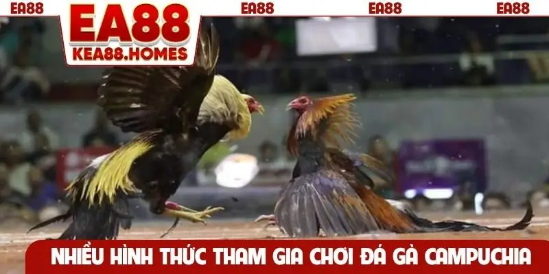 Nhiều hình thức tham gia chơi đá gà Campuchia