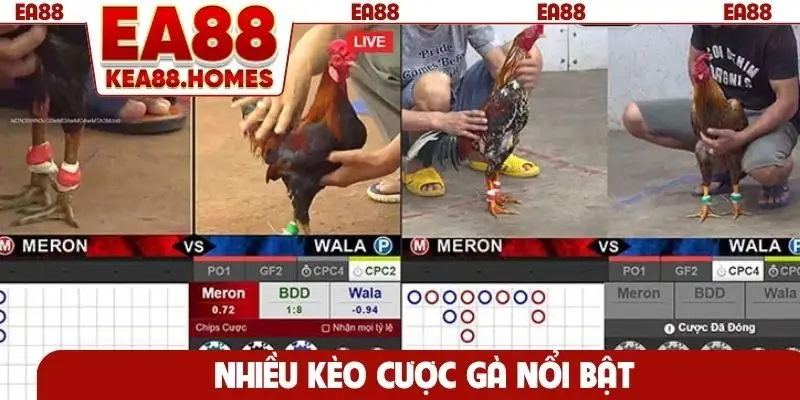 Nhiều kèo cược gà nổi bật